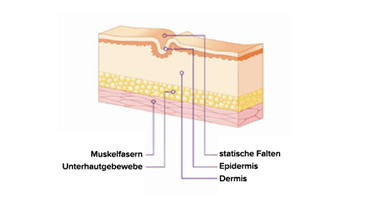 Statische Falten: Die Muskeln sind entspannt